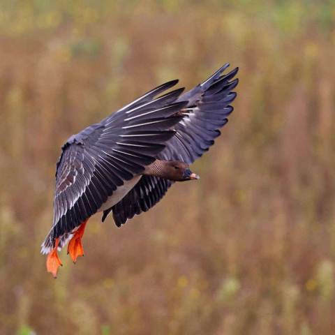 Tundra-Saatgans (Anser fabalis subsp. rossicus), (c) Jürgen Podgorski/NABU-naturgucker.de