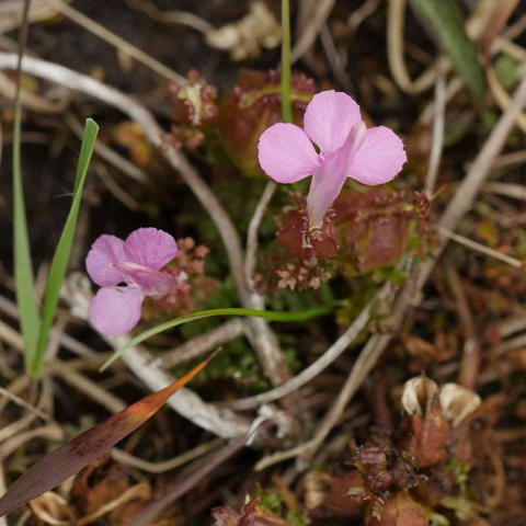 Wald-Läusekraut (Pedicularis sylvatica), (c) Dr. Max Seyfried/NABU-naturgucker.de