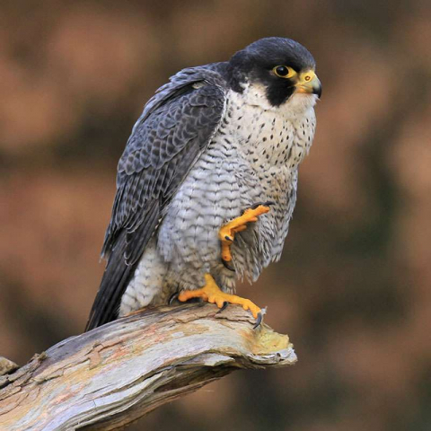 Wanderfalke (Falco peregrinus), (c) Eric Fischer/NABU-naturgucker.de