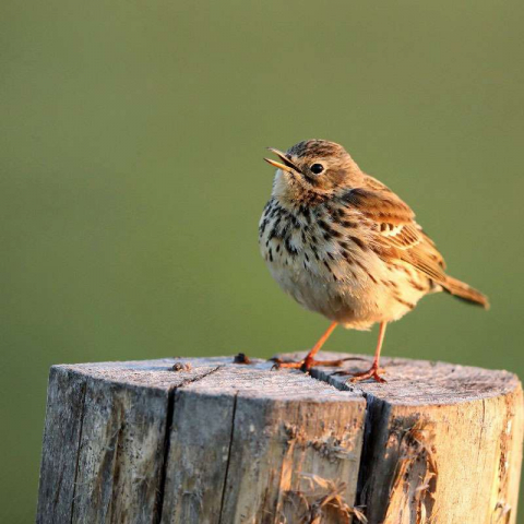 Wiesenpieper (Anthus pratensis), (c) Jürgen Podgorski/NABU-naturgucker.de