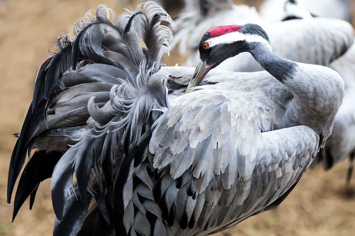 Kranich (Grus grus), (c) Stephanie Tübbecke/NABU-naturgucker.de