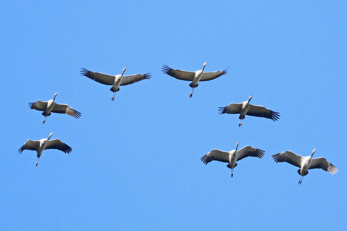 Kraniche (Grus grus), (c) Jens Winter/NABU-naturgucker.de