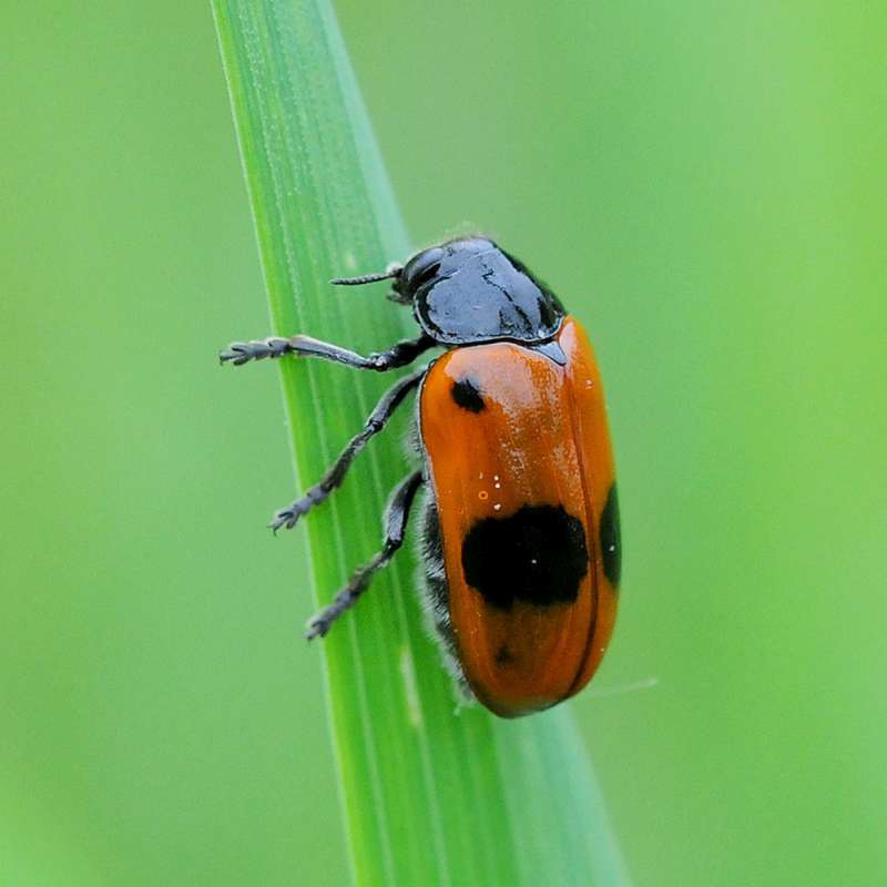 Ameisen-Sackkäfer (Clytra laeviuscula), Kategorie „schwierig“, (c) Harald Bott/NABU-naturgucker.de