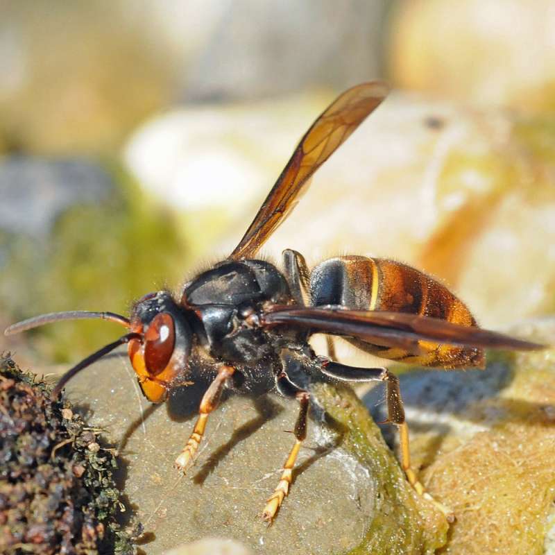 Asiatische Hornisse (Vespa velutina), Kategorie „schwierig“, Foto (c) Harald Bott/NABU-naturgucker.de