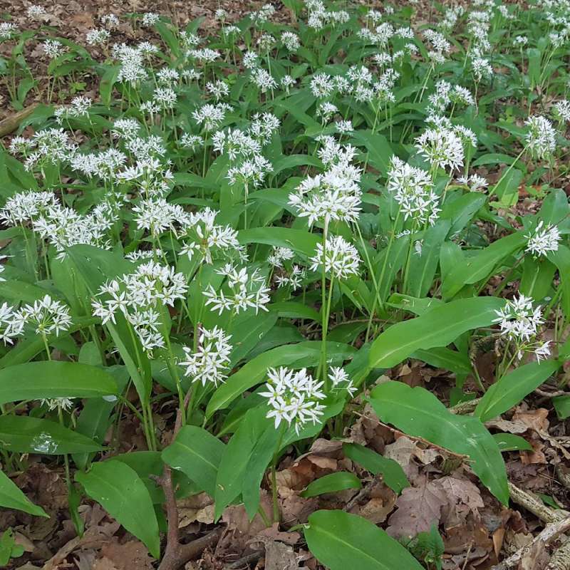 Bär-Lauch (Allium ursinum), Kategorie „leicht“, (c) Dr. Karin Noodt/NABU-naturgucker.de