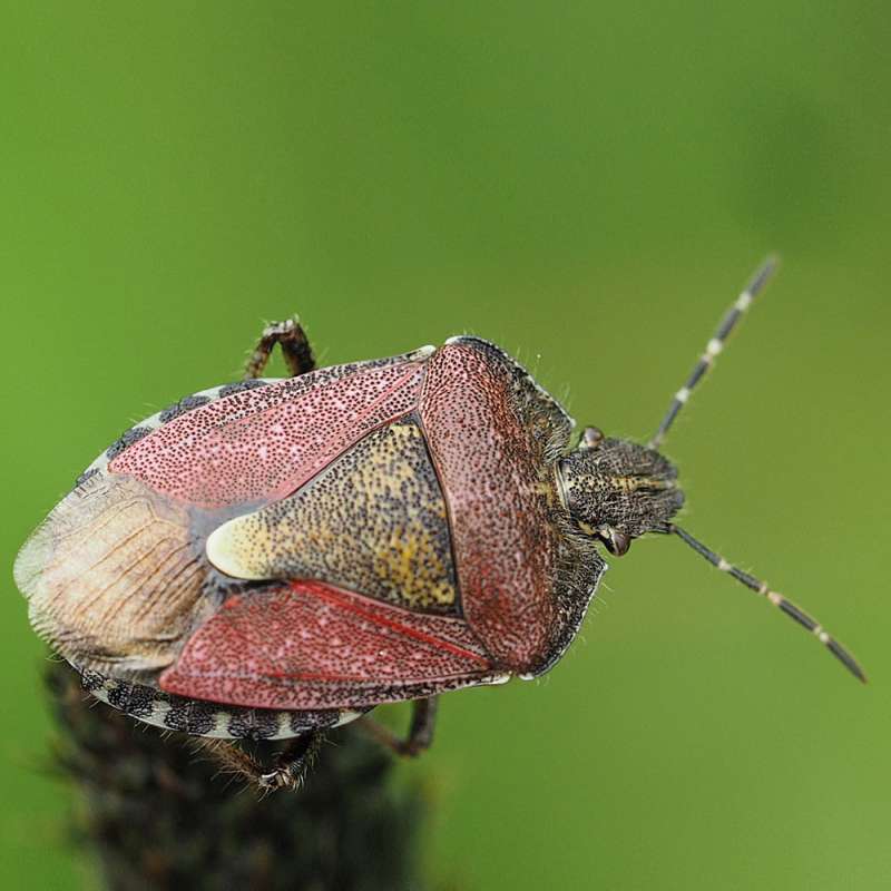 Beerenwanze (Dolycoris baccarum), Kategorie „schwierig“, (c) Stephanie Krollmann/NABU-naturgucker.de