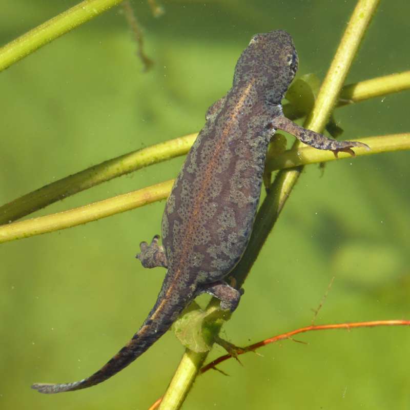 Bergmolch (Ichthyosaura alpestris), Kategorie „schwierig“, (c) Rosmarie Wyss/NABU-naturgucker.de