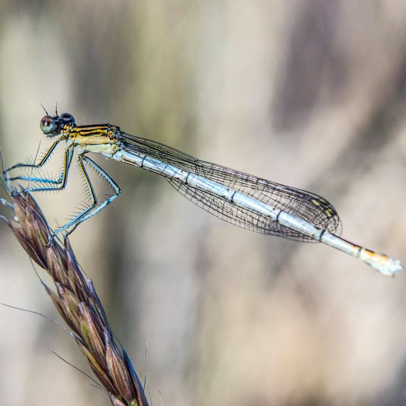 Blaue Federlibelle (Platycnemis pennipes), Kategorie „schwierig“, (c) Markus Kolbe/NABU-naturgucker.de