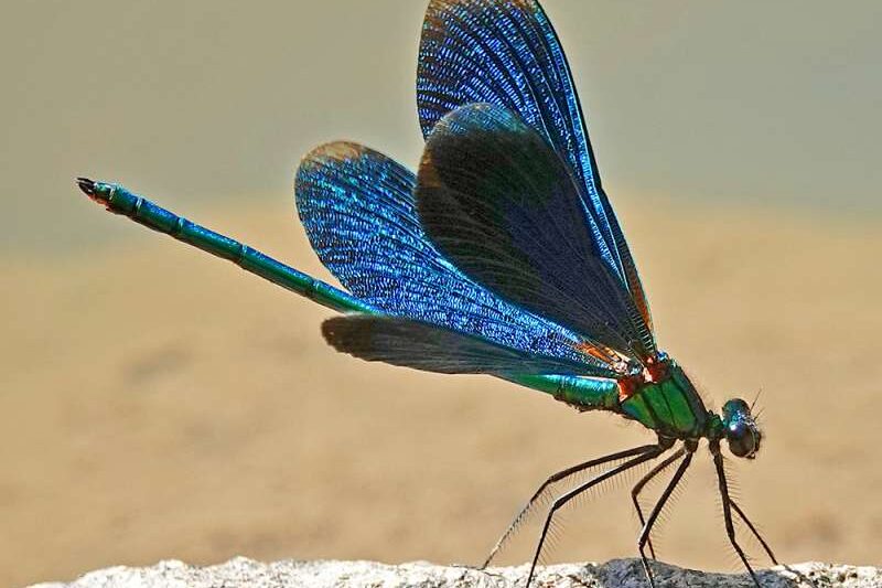 Blauflügel-Prachtlibelle (Calopteryx virgo), Kategorie „mittel“, (c) Jens Winter/NABU-naturgucker.de