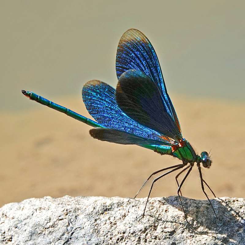 Blauflügel-Prachtlibelle (Calopteryx virgo), Kategorie „mittel“, (c) Jens Winter/NABU-naturgucker.de