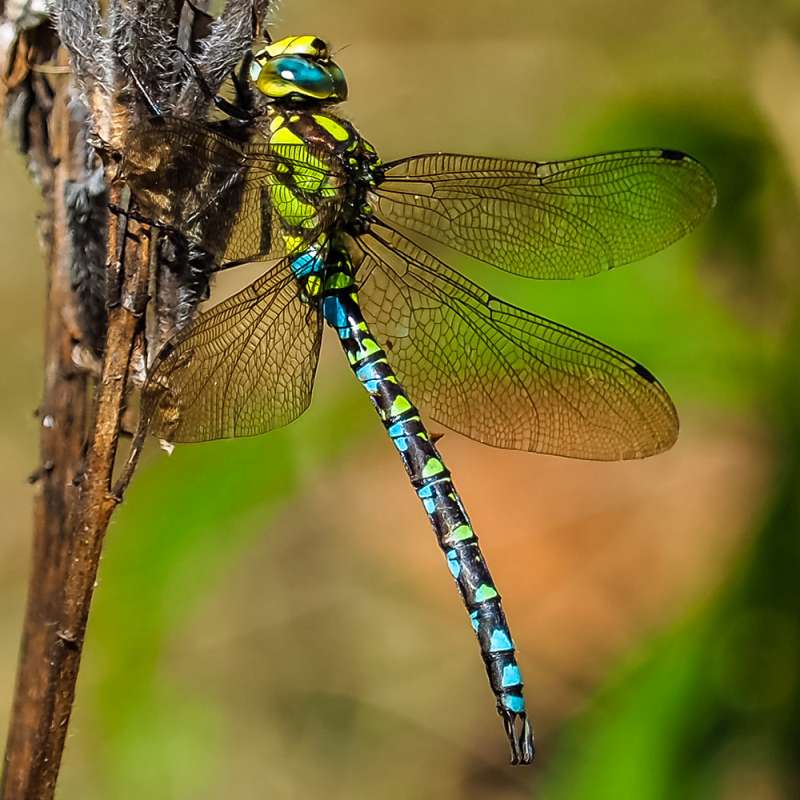 Blaugrüne Mosaikjungfer (Aeshna cyanea), Kategorie „leicht“, (c) Istvan und Sabine Palfi/NABU-naturgucker.de