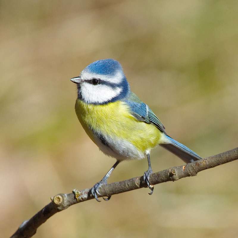 Blaumeise (Cyanistes caeruleus), Kategorie „leicht“, (c) Gudrun Bühler-Plegge/NABU-naturgucker.de