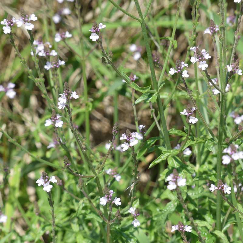 Echtes Eisenkraut (Verbena officinalis), Kategorie „schwierig“, Foto (c) Gudrun Treiber/NABU-naturgucker.de