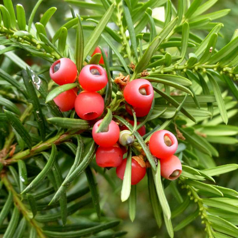 Eibe (Taxus baccata), Kategorie „mittel“, (c) Birgit Emig/NABU-naturgucker.de