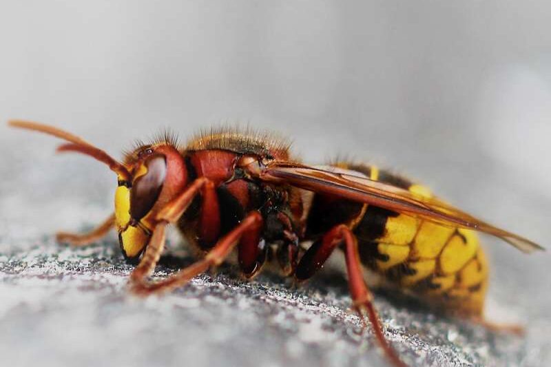 Europäische Hornisse (Vespa crabro), Kategorie „mittel“, (c) Reinhard Naumann/NABU-naturgucker.de