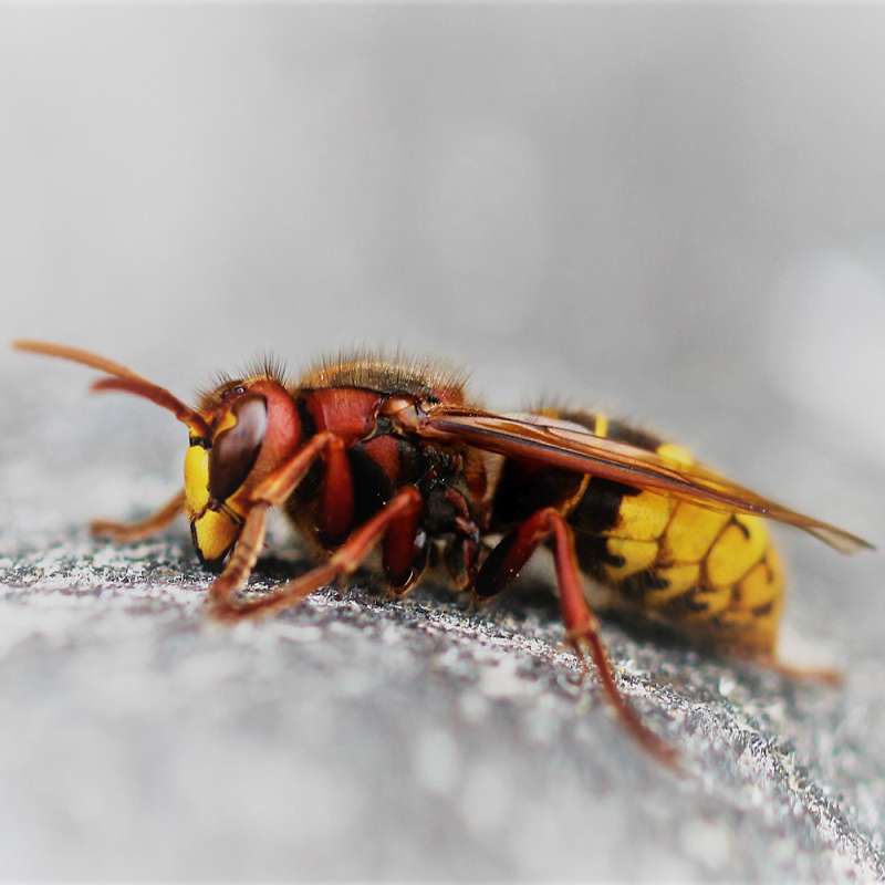 Europäische Hornisse (Vespa crabro), Kategorie „mittel“, (c) Reinhard Naumann/NABU-naturgucker.de