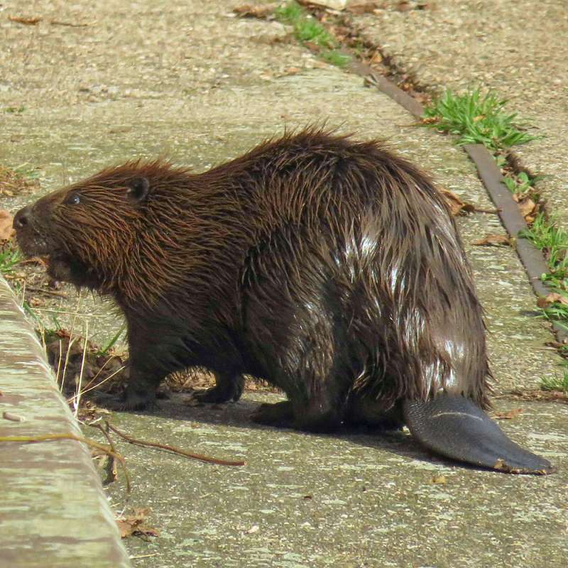 Europäischer Biber (Castor fiber), Kategorie „leicht“, (c) Bernd Kittlaus/NABU-naturgucker.de