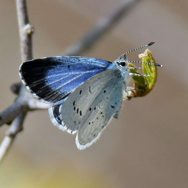 Faulbaumbläuling (Celastrina argiolus), Kategorie „schwierig“, (c) Rolf Jantz/NABU-naturgucker.de