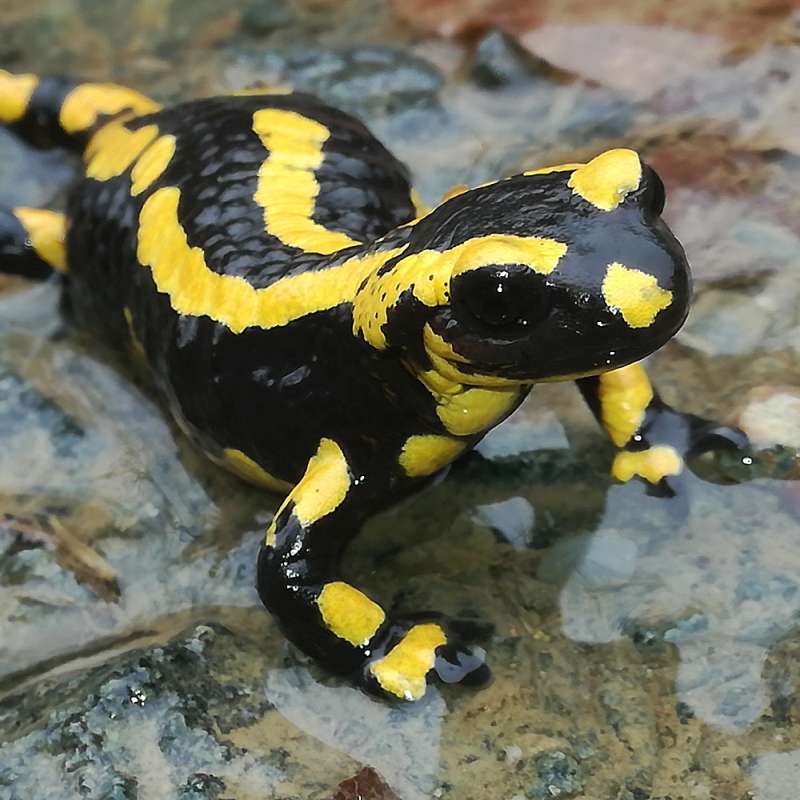 Feuersalamander (Salamandra salamandra), Kategorie „leicht“, (c) Karsten Greb/NABU-naturgucker.de