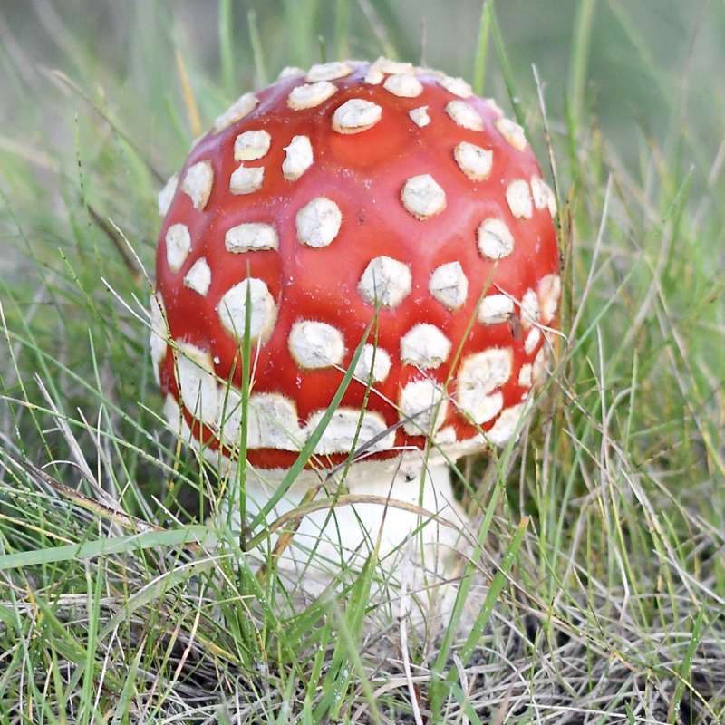 Fliegenpilz (Amanita muscaria), Kategorie „leicht“, (c) Ralph Bergs/NABU-naturgucker.de