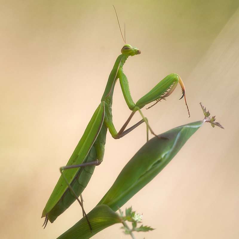 Gottesanbeterin (Mantis religiosa), Kategorie „leicht“; Foto (c) Martina Limprecht/NABU-naturgucker.de