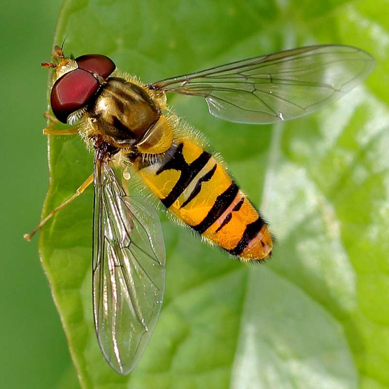 Hainschwebfliege (Episyrphus balteatus), Kategorie „mittel“, (c) Ursula Spolders/NABU-naturgucker.de