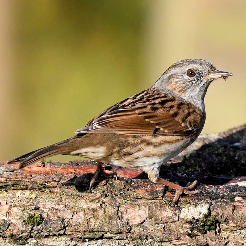 Heckenbraunelle (Prunella modularis), Kategorie „schwierig“; Foto (c) Jutta Trentz/NABU-naturgucker.de