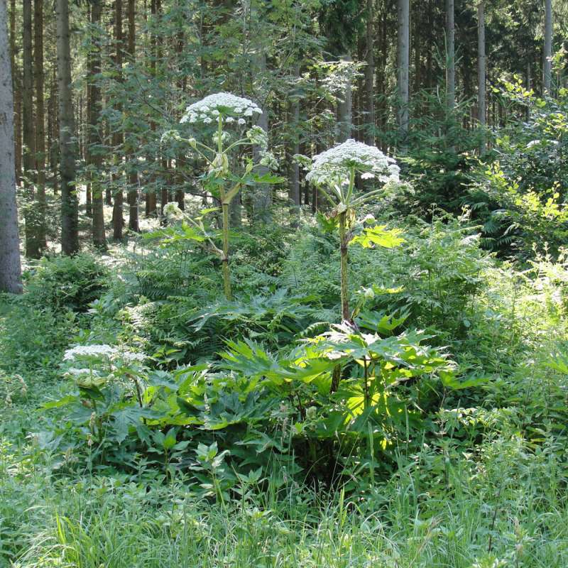 Herkulesstaude (Heracleum mantegazzianum), Kategorie „schwierig“, (c) Karl Haid/NABU-naturgucker.de