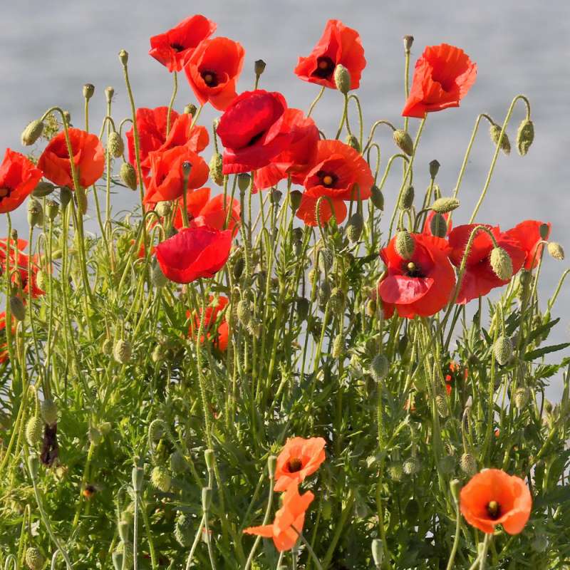 Klatsch-Mohn (Papaver rhoeas), Kategorie „leicht“, (c) Rolf Jantz/NABU-naturgucker.de