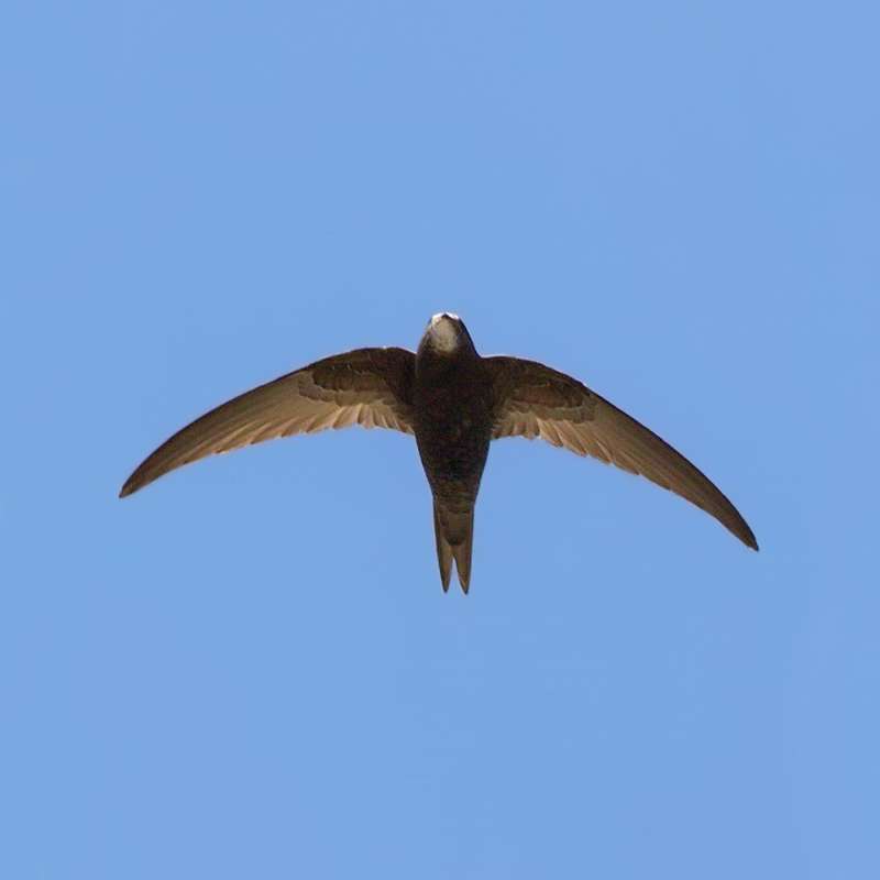 Mauersegler (Apus apus), Kategorie „mittel“, (c) Hans-Werner Neumann/NABU-naturgucker.de