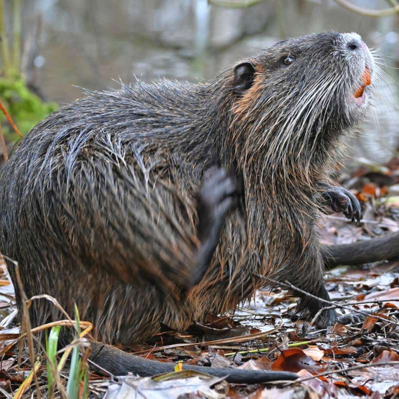 Nutria (Myocastor coypus), Kategorie „mittel“; Foto (c) Hans Schwarting/NABU-naturgucker.de