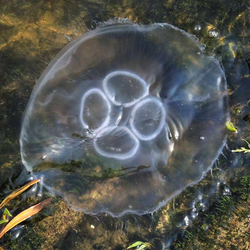 Ohrenqualle (Aurelia aurita), Kategorie „schwierig“, Wolfgang Katz/NABU-naturgucker.de