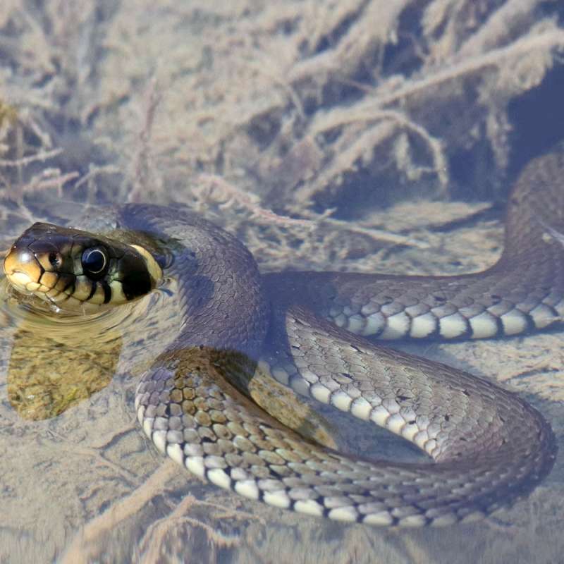 Ringelnatter (Natrix natrix), Kategorie „mittel“, (c) Jens Winter/NABU-naturgucker.de