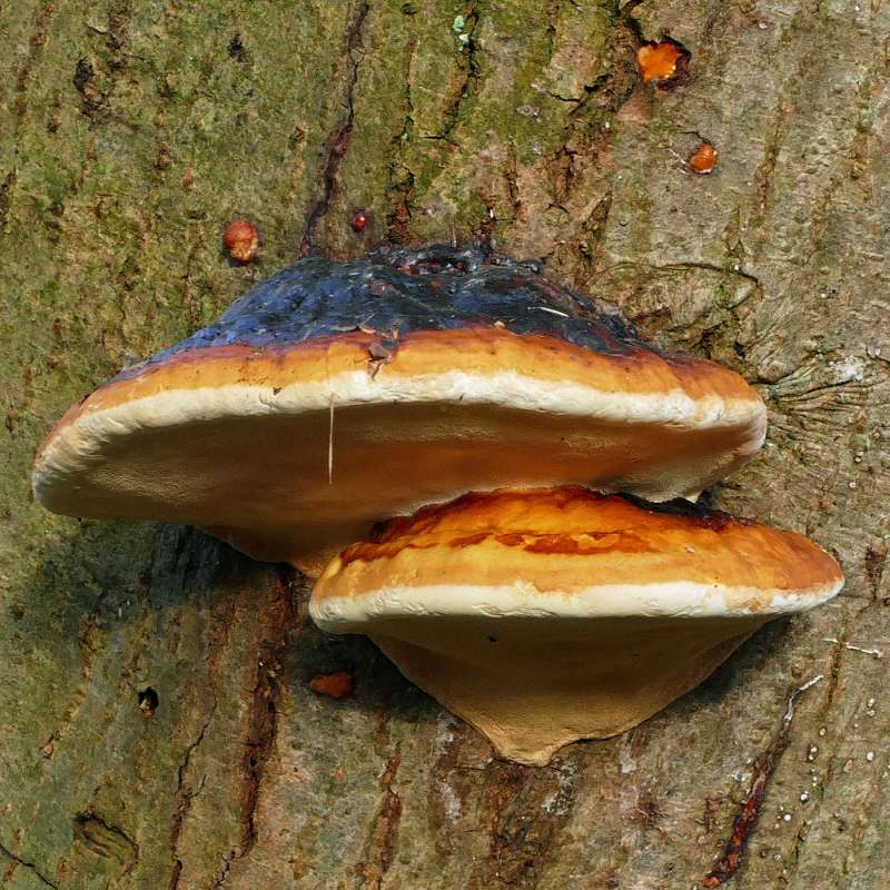 Rotrand-Porling (Fomitopsis pinicola), Kategorie „schwierig“, (c) Joachim Das/NABU-naturgucker.de