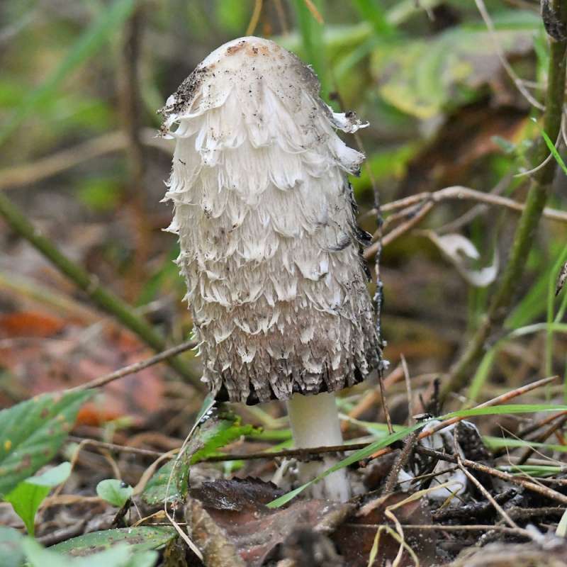 Schopf-Tintling (Coprinus comatus), Kategorie „mittel“, Foto (c) Rolf Jantz/NABU-naturgucker.de