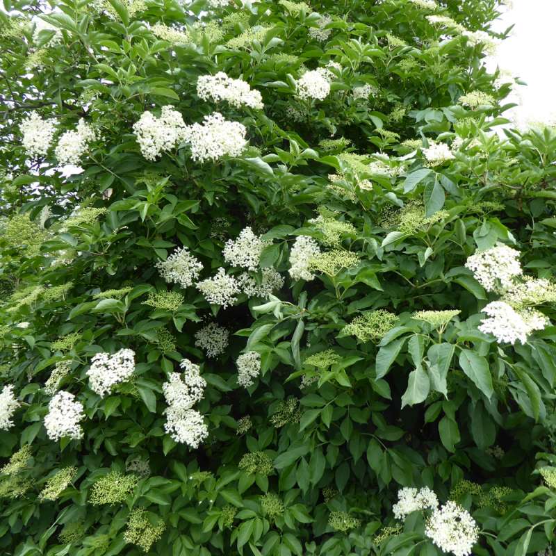 Schwarzer Holunder (Sambucus nigra), Kategorie „mittel“, (c) Michael Nickel/NABU-naturgucker.de