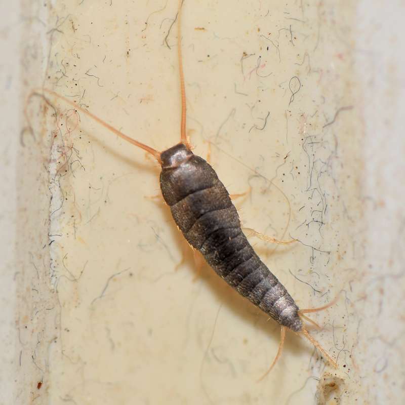 Silberfischchen (Lepisma saccharina), Kategorie „leicht“, (c) Rolf Jantz/NABU-naturgucker.de