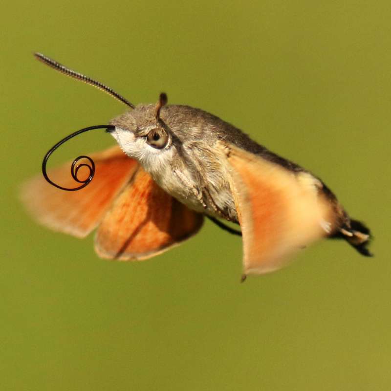 Taubenschwänzchen (Macroglossum stellatarum), Kategorie „mittel“, (c) Helene Germer/NABU-naturgucker.de