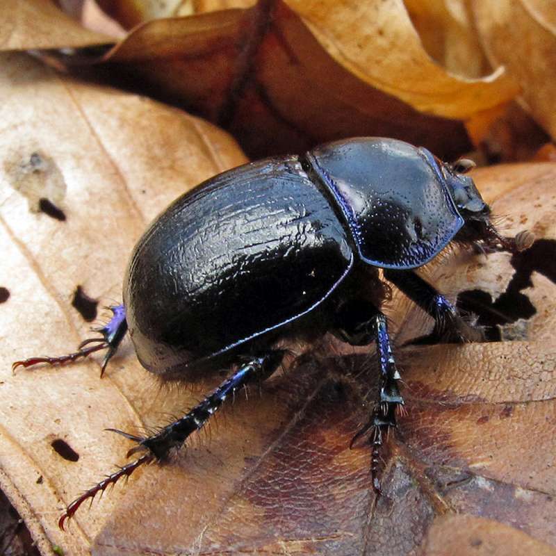 Waldmistkäfer (Anoplotrupes stercorosus) Kategorie „mittel“, Foto (c) Hubertus Schwarzentraub