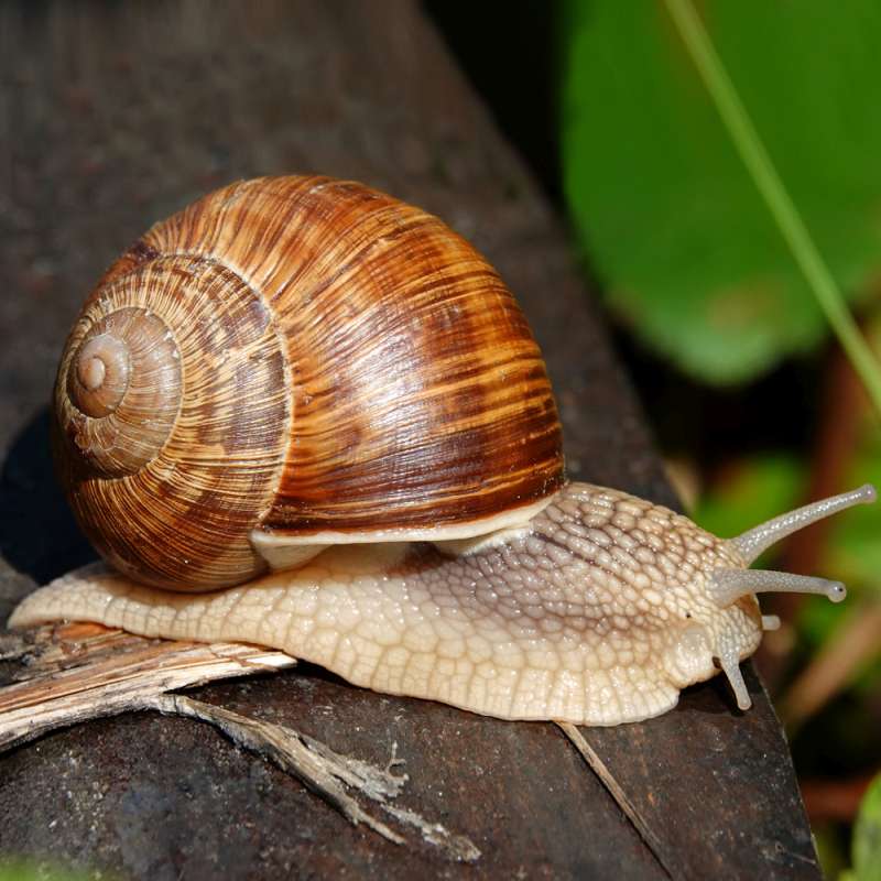 Weinbergschnecke (Helix pomatia), Kategorie „leicht“; Foto (c) Jens Winter/NABU-naturgucker.de