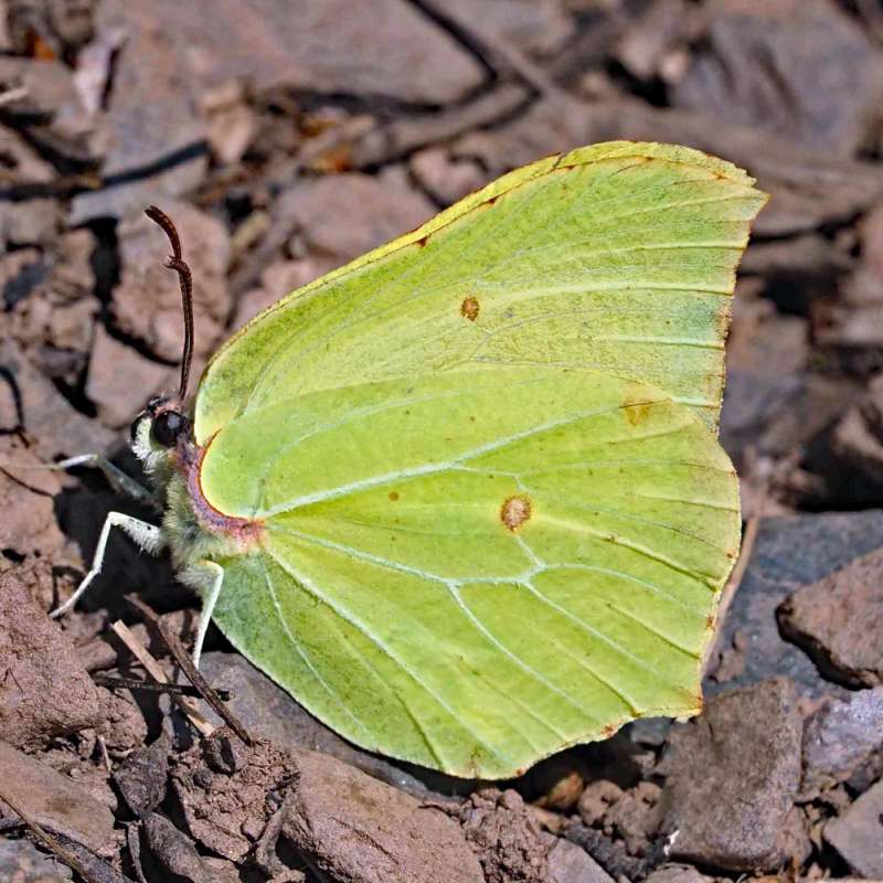 Zitronenfalter (Gonepteryx rhamni), Kategorie „leicht“, (c) Bernhard Konzen/NABU-naturgucker.de