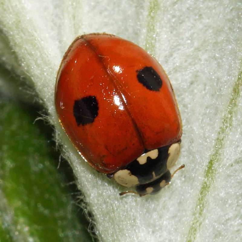 Zweipunkt-Marienkäfer (Adalia bipunctata), Kategorie „leicht“, (c) Gaby Schulemann-Maier/NABU-naturgucker.de