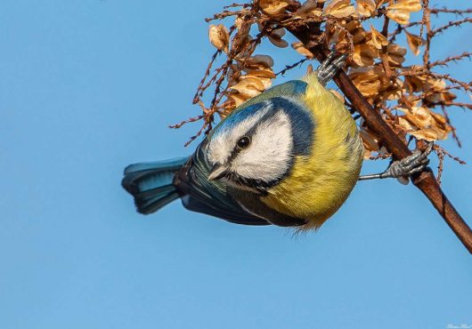 Blaumeise (Cyanistes caeruleus), (c) Thorsten u.Wolfgang Klumb/NABU-naturgucker.de