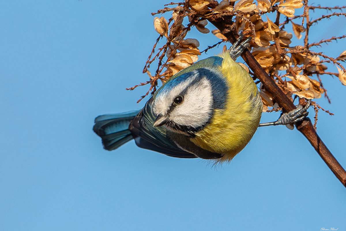 Blaumeise (Cyanistes caeruleus), (c) Thorsten u.Wolfgang Klumb/NABU-naturgucker.de