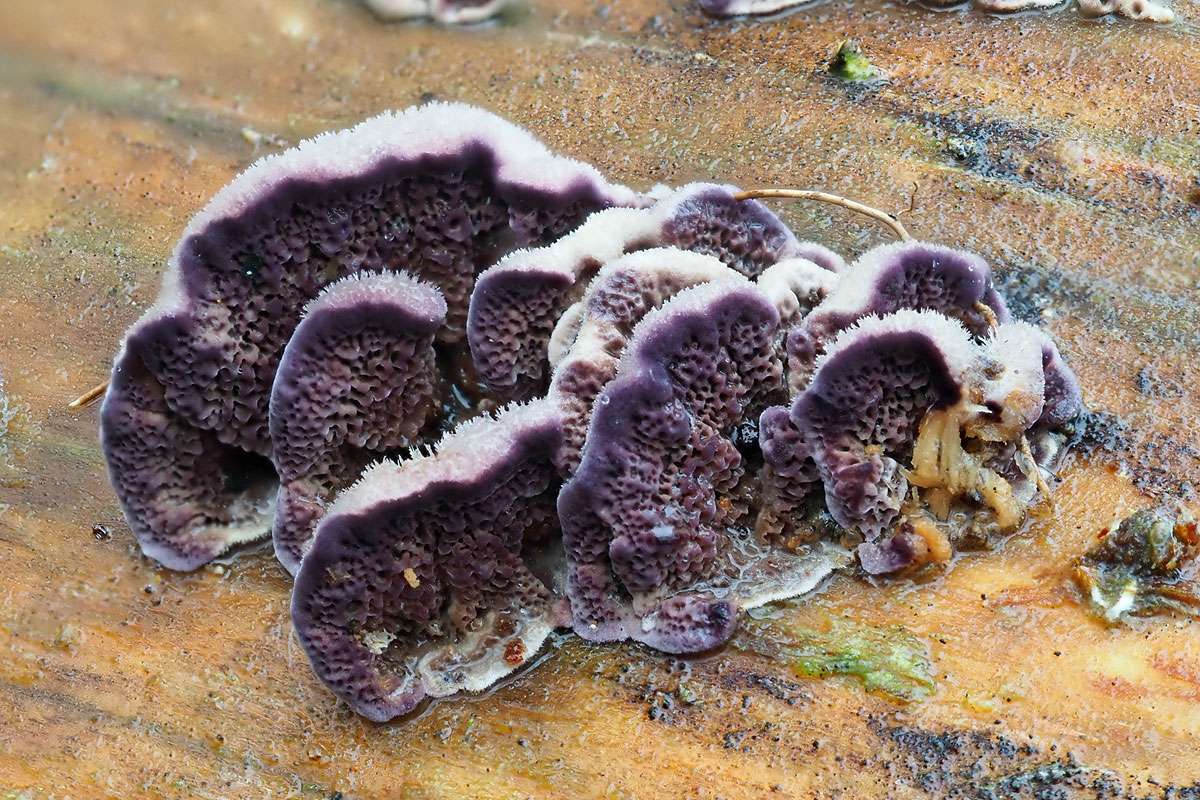 Gemeiner Violettporling (Trichaptum abietinum), (c) Jörg Sedl/NABU-naturgucker.de