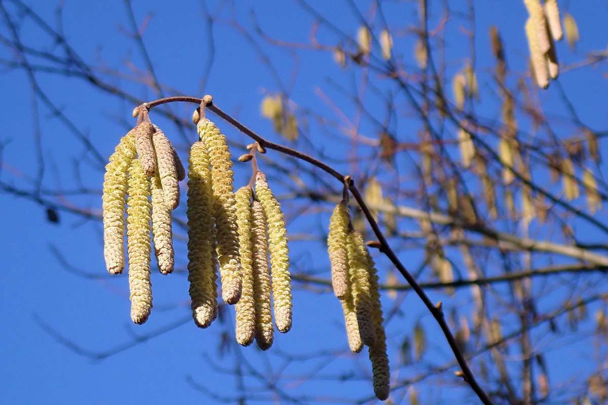 Gewöhnliche Hasel (Corylus avellana), (c) Christa Hoffmann/NABU-naturgucker.de