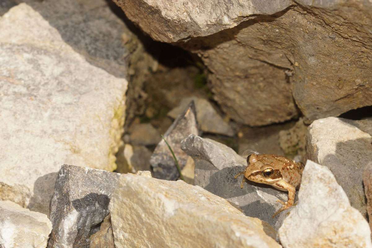 Grasfrosch (Rana temporaria) in einem Kalksteinbruch, (c) Gaby Schulemann-Maier/NABU-naturgucker.de