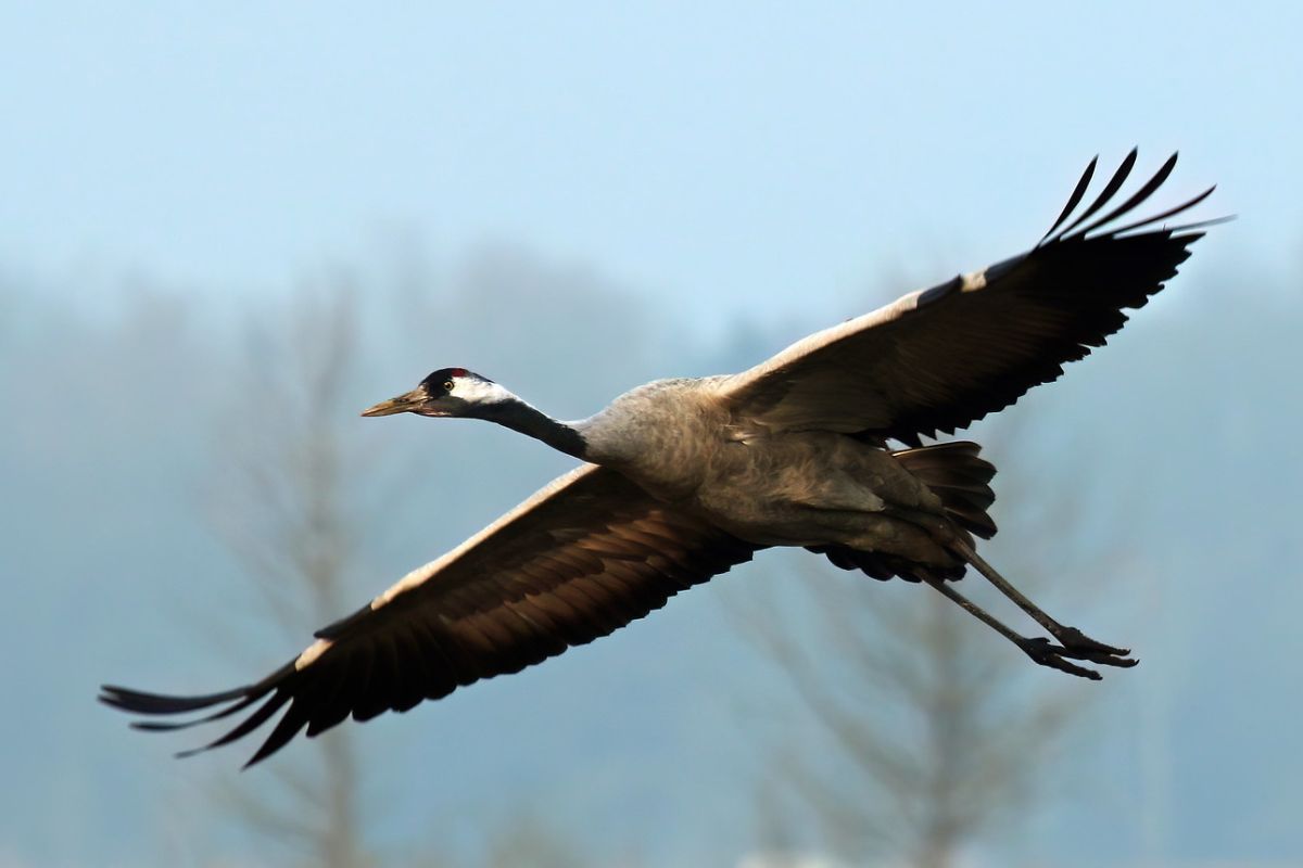 Kranich (Grus grus) im Flug, (c) Helene Germer/NABU-naturgucker.de