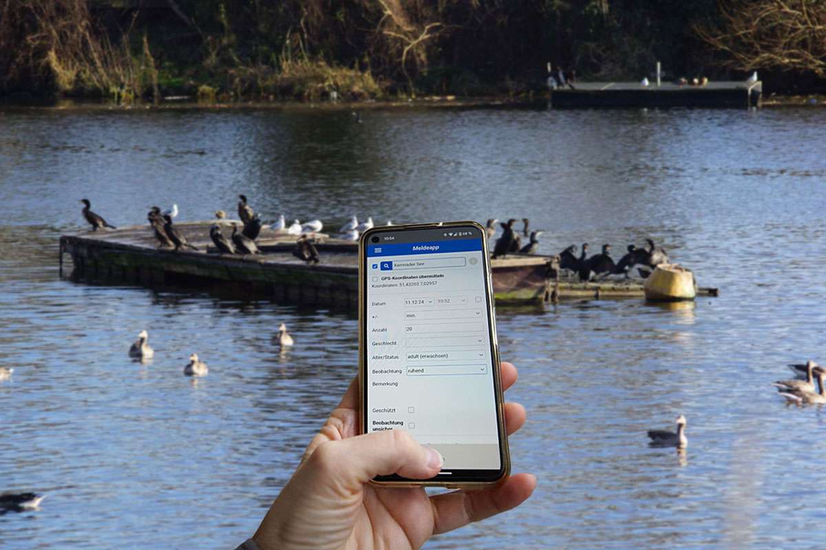 Mit der NABU MeldeApp lassen sich ganz einfach Naturbeobachtungsdaten unterwegs erfassen