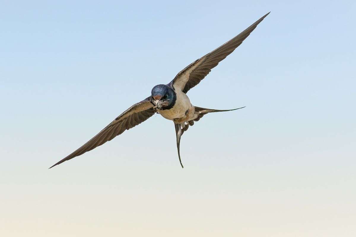 Rauchschwalbe (Hirundo rustica) trägt Nistmaterial heran, (c) Günther Assing/NABU-naturgucker.de